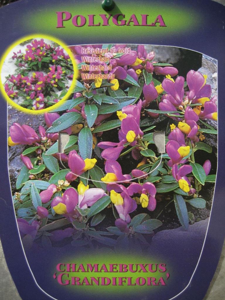 Polygala chamaebuxus var grandiflora
