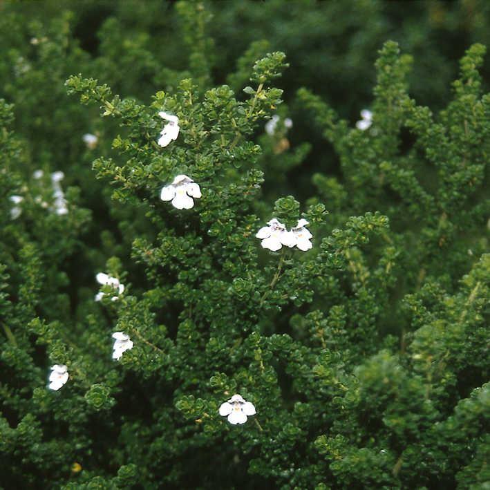Prostanthera cuneata