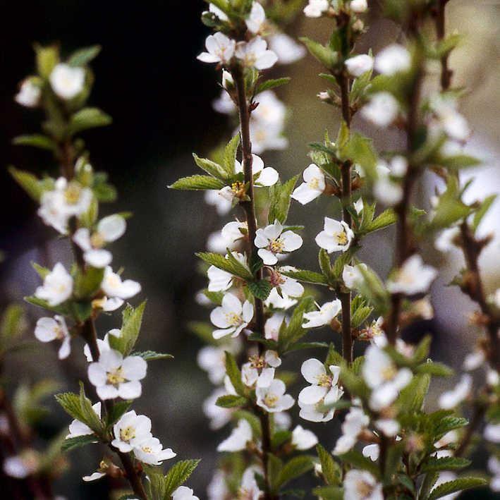 Prunus tomentosa / Korea Kirsche, Filzkirsche