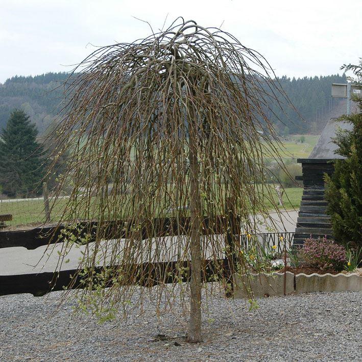 Salix caprea 'Kilmarnock'