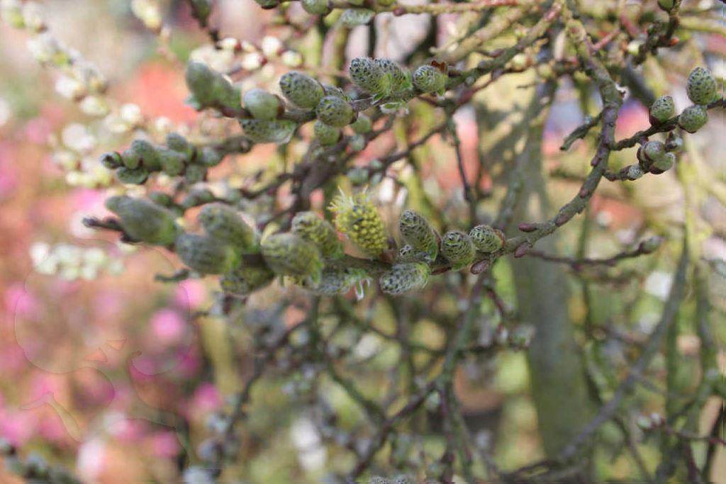 Salix repens 'Iona'