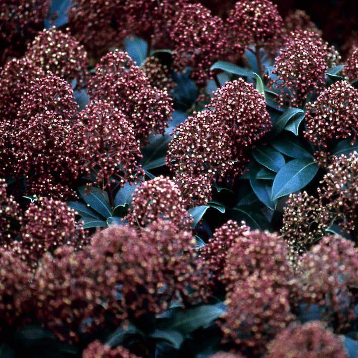 Skimmia japonica 'Rubella'