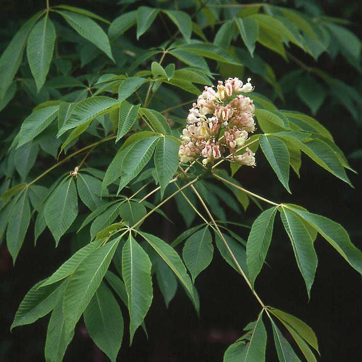 Aesculus flava   