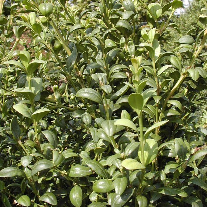 Buxus sempervirens 'Inglis'