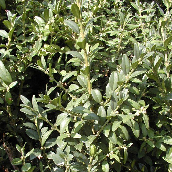 Buxus sempervirens 'Pullman'