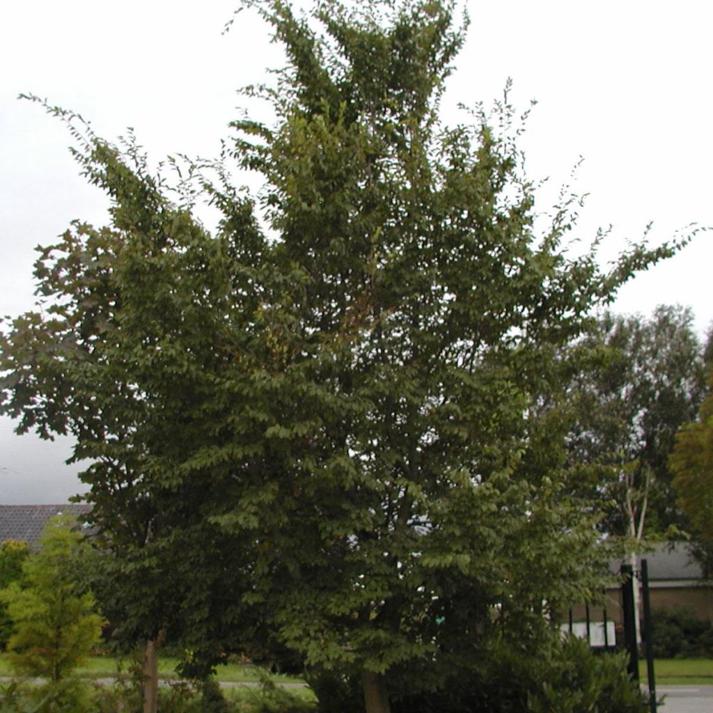 Carpinus turczaninowii