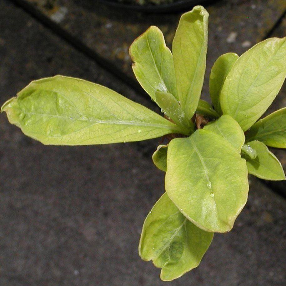 Edgeworthia chrysantha Grandiflora