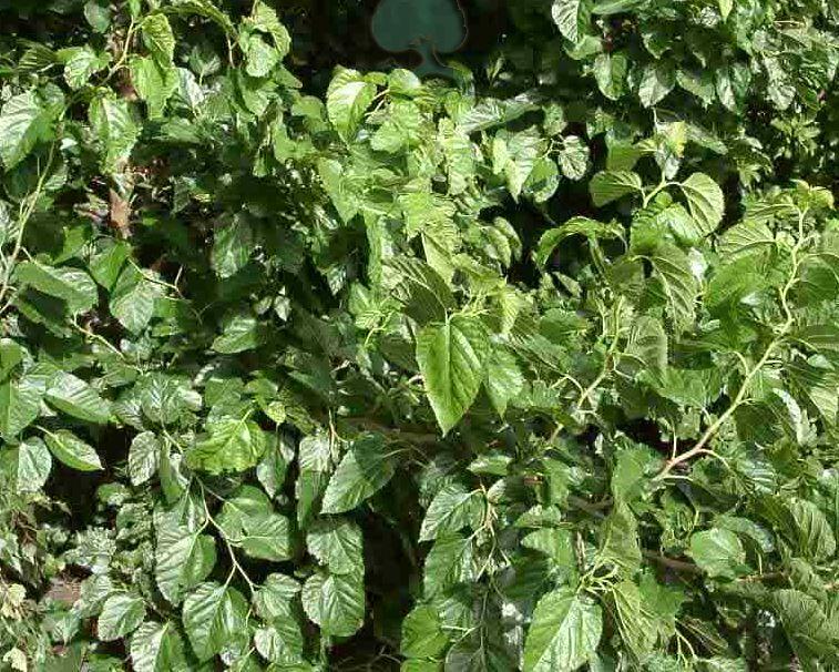 nur zeitweise auf Anfrage Lieferbar