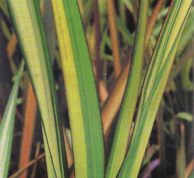 Phormium tenax