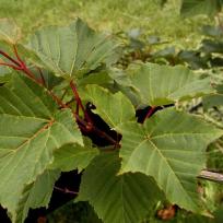 Acer capillipes