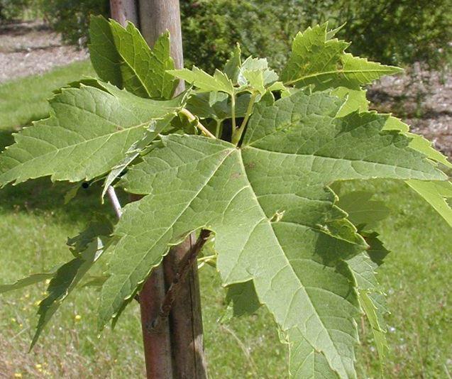 Acer rubrum 'Tilford'