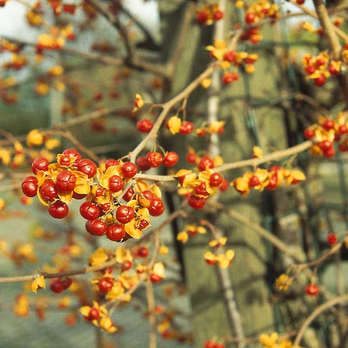 Celastrus orbiculatus