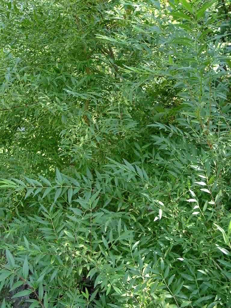 Fontanesia phillyreoides var. linearis