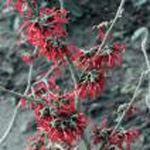 Hamamelis intermedia 