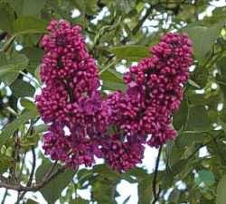 Acer tataricum subsp. ginnala