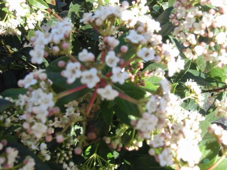  Viburnum tinus 'Eve Price' / Mittelmeer-Schneebal