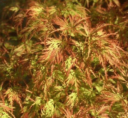 Fächer-Ahorn Seiryu