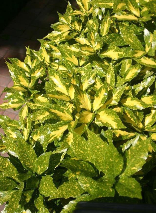 Aucuba japonica 'Variegata'