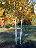 Himalaja-, Schnee-Birke Doorenbos