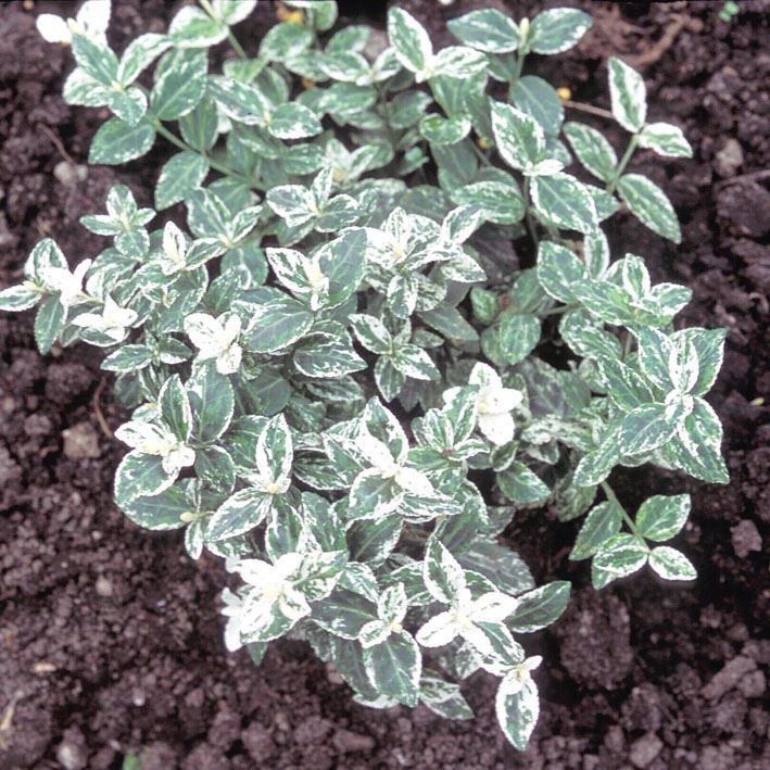 Schwachwachsende amerikanische Sorte