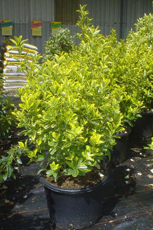 Japanischer Spindelstrauch