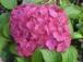 Hydrangea macrophylla 'Alpenglühen