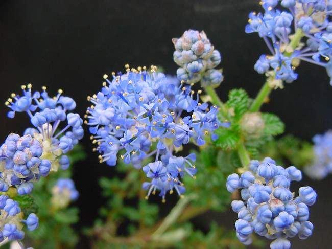 Ceanothus impressus 'Victoria' 