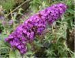 Buddleja davidii 'Royal Red'