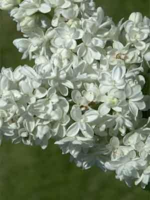 Flieder Mme. Lemoine