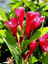 Weigela Hybride Red Prince