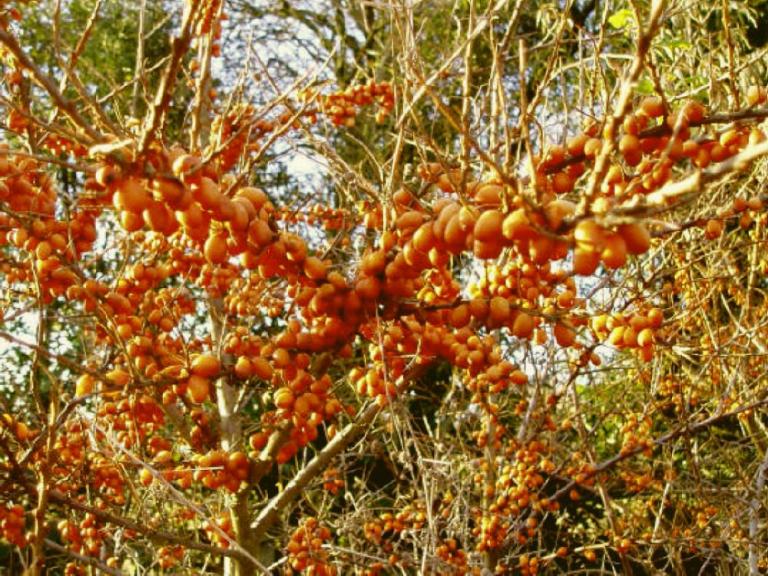 Heimische Futterpflanzen für unsere Vögel