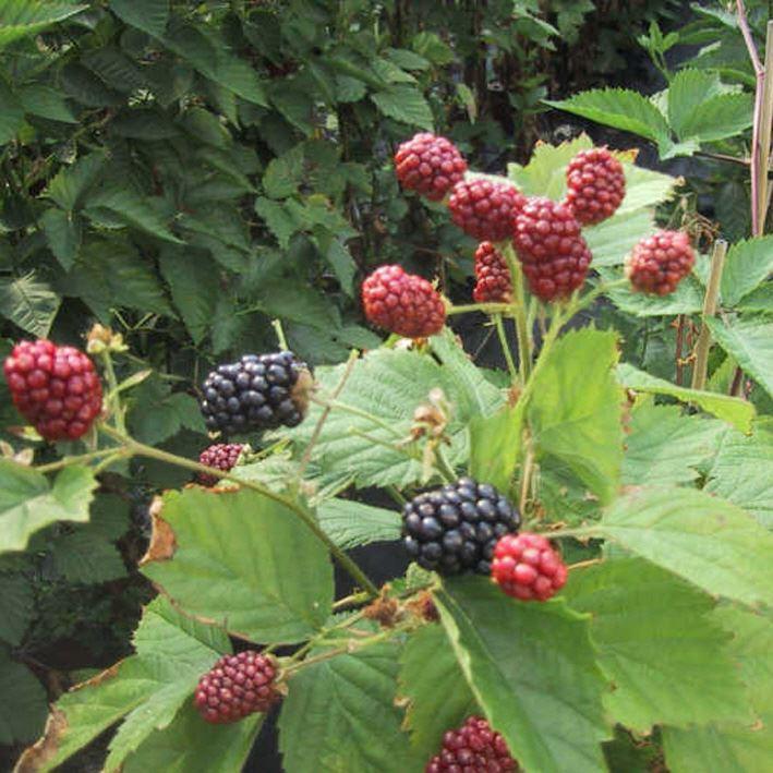 Rubus frut.'Loch Ness'  ® /  Brombeere