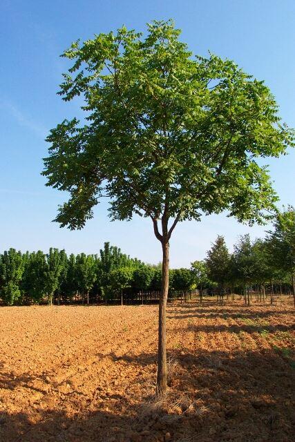 Blasenbaum, Blasenesche - Sapindaceae