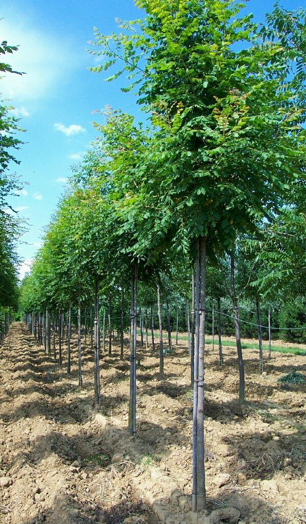 Blasenbaum, Blasenesche - Sapindaceae