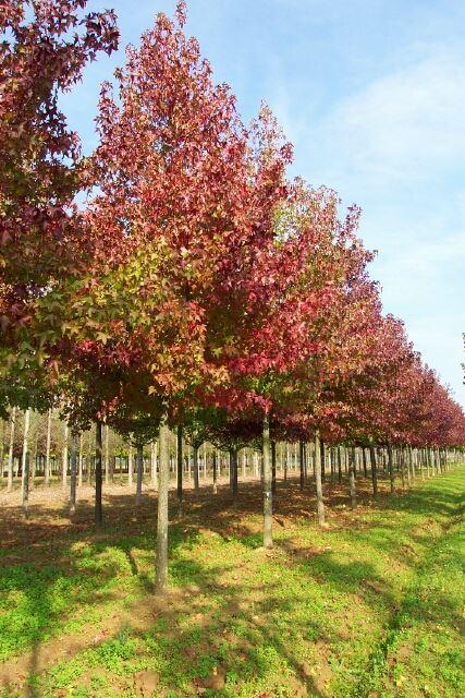 Liquidambar styraciflua