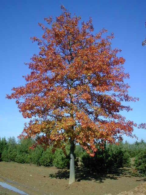Quercus palustris