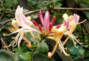 Lonicera heckrottii