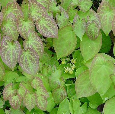 Epimedium x versicolor ´Sulphureum´