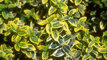 Euonymus fortunei 'Emerald'n Gold'
