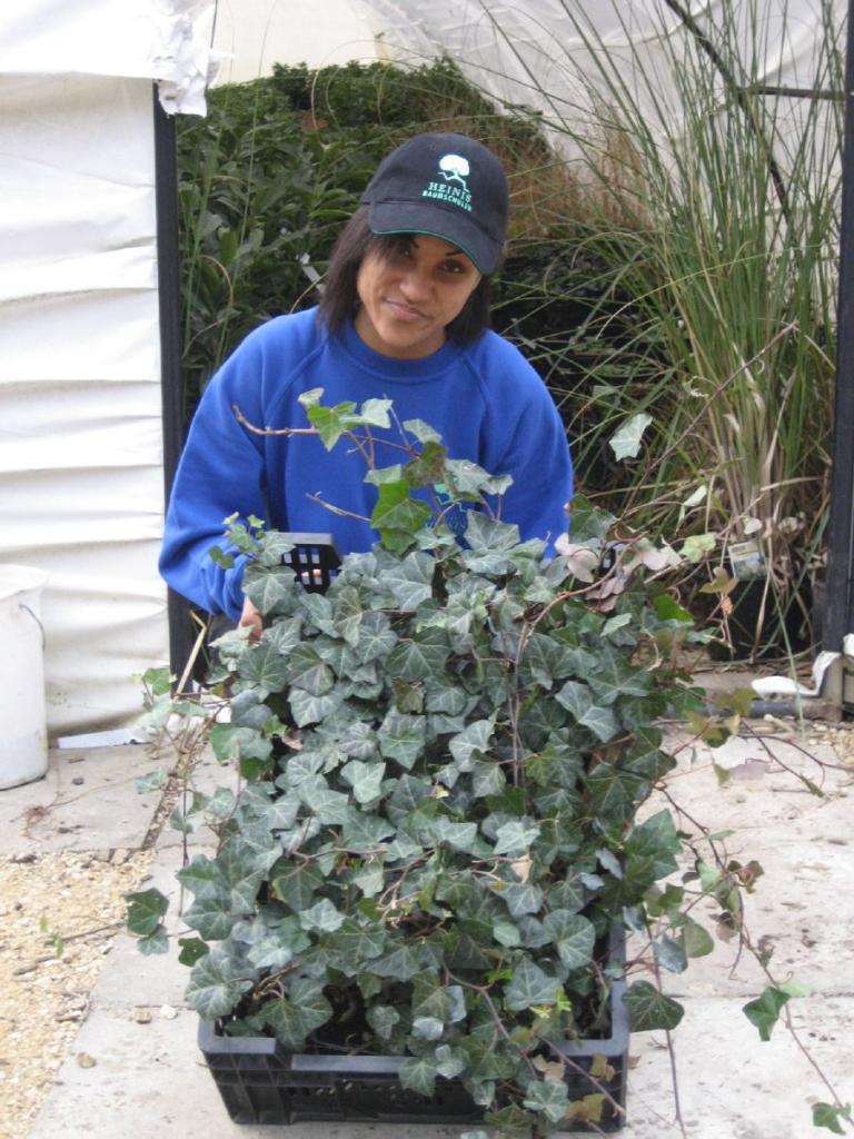 Hedera helix hibernica