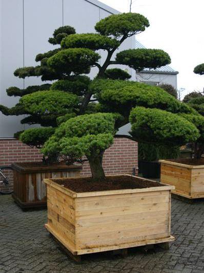 Gartenbonsai