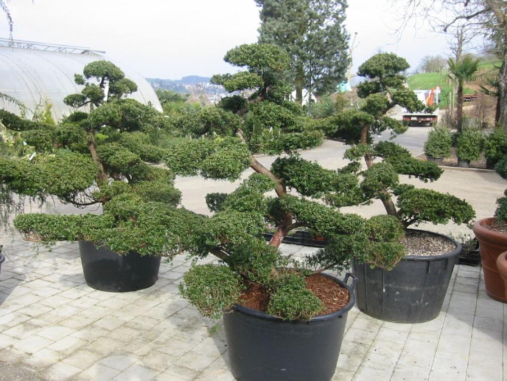Taxus cuspidata - Japanische Eibe